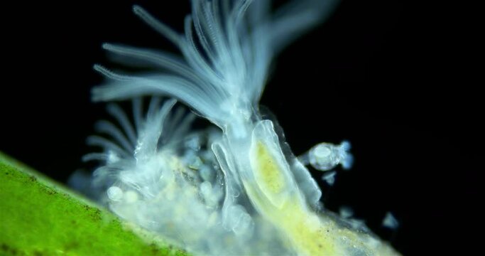 Freshwater bryozoans under microscope, Class Phylactolaemata, Order Plumatellida. Filter feeders. Similar to worms in Sabellida family