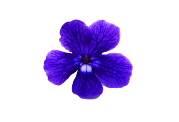 Blue, violet or purple flowers isolated on transparent background with clipping path. Beauty in nature, Tropical plant, shape of flora and Bouquet of floral, png with transparency.
