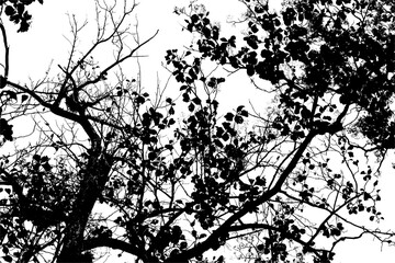 Silhouette tree branch isolated with white background.