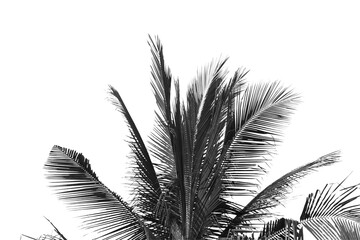 Silhouette tree branch isolated with white background.