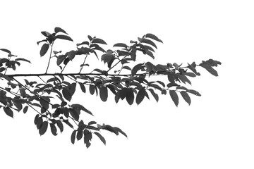 Silhouette tree branch isolated with white background.