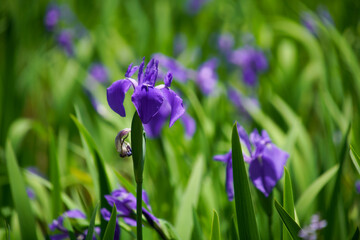 大田神社のかきつばた