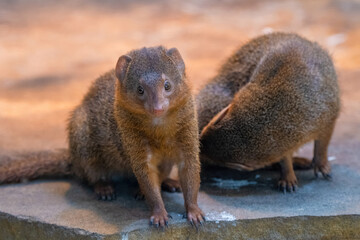 Banded mongoose (Mungos mungo colonus). Wild life animal.