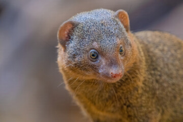 Banded mongoose (Mungos mungo colonus). Wild life animal.