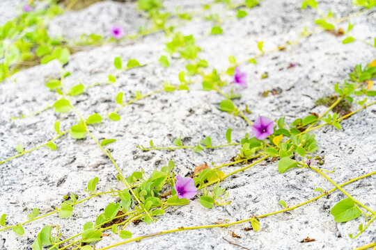Sea bells in bloom at Ohama Beach