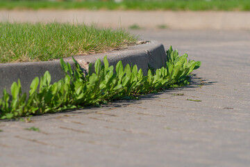 Yellow dandelions grew in the asphalt. Natural plants grow in the pavement