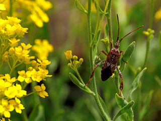 The western conifer seed bug, Leptoglossus occidentalis between yellow spring flowers