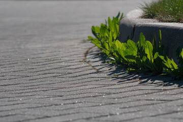 Yellow dandelions grew in the asphalt. Natural plants grow in the pavement