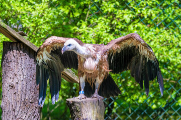 Griffon Vulture - Gyps fulvus, large brown white headed vulture