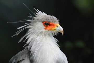 secretary bird