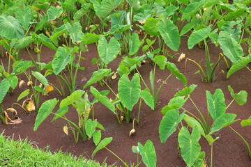 taro field