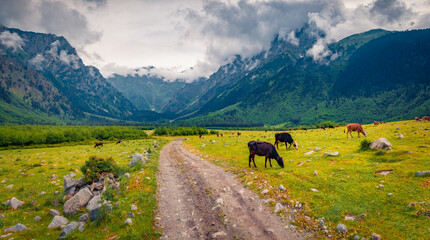 Fototapeta na wymiar Horses on a mountain pasture. Gloomy autumn day in Caucasus mountains with old country road. Rustic outdoor scene of Upper svaneti, Georgia, Europe. Beauty of countryside concept background.