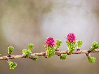 Larch tree fresh pink cones blossom at spring on nature background
