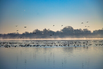 birds on the lake