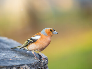 Common chaffinch, Fringilla coelebs, sits on a tree. Common chaffinch in wildlife.