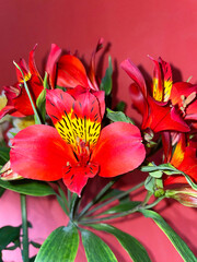 Alstroemeria is a South American herbaceous plant. Bright red flowers with a yellow center and thin oblong green leaves on a red background, close-up, side view. Spring season.