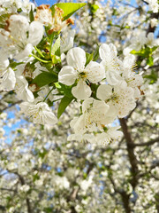 Cherry branches with lush small white flowers and green leaves on the background of a blue sky, close-up, bottom view. Blooming cherry. Spring season.