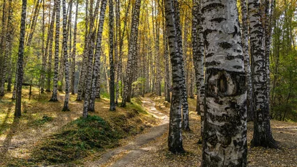 Photo sur Plexiglas Bouleau birch grove. golden autumn. beautiful birches