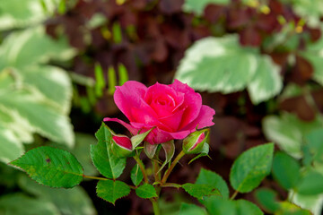 A small magenta rose in a summer garden