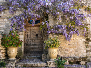 Antique door surrounded by a wisteria in bloom