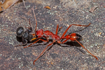 Australian Red Bull Ant and prey