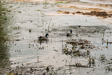wild ducks swim in the lake park wild birds bathe water