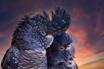 Australian Red-tailed Black Cockatoo pair © Ken Griffiths