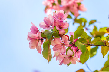 Fresh pink flowers of a blossoming apple tree on blue cloudy sky background