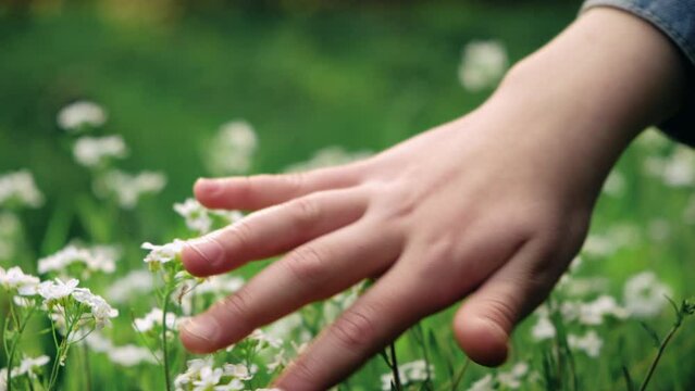 Close-up of child hand gently touching small wild white flower outdoors. Unrecognizable little girl kid playing with beautiful spring or summer flowers against background of green grass in warm park