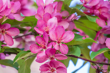 Naklejka na ściany i meble Fresh pink flowers of a blossoming apple tree with blured background