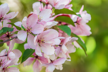 Fresh pink flowers of a blossoming apple tree with blured background