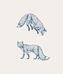 Fototapeta premium Wild red fox set. Forest ginger animal flying and jumping. Vector Engraved hand drawn Vintage sketch for label or poster. Generative AI
