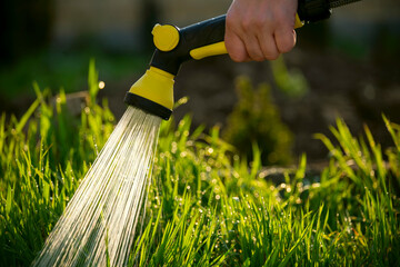 Watering green grass in the garden. A hand is holding a hose and jets of water in sunlight.