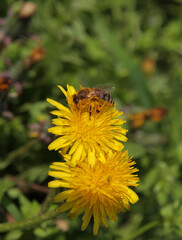 Honey bee collects pollen and nectar from flowers in the meadow in flight. Spring honey is tasty and good for health.