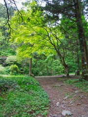 高尾山いろはの森コースの光景