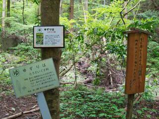 高尾山いろはの森コースの光景