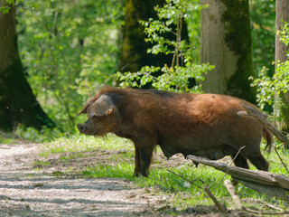 Selective focus photo of a sow of a Turopolje pig (Turopoljska svinja) standing in the path in the swamps near the village of Muzilovcica, Lonjsko Polje Nature Park, Croatia