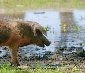 Close-up photo of a young Turopolje pig (Turopoljska svinja) in the swamps near the village of Muzilovcica, Lonjsko Polje Nature Park, Croatia