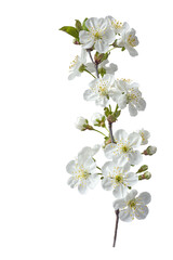 Branch with white flowers . Spring flowering of fruit trees. Delicate white flowers. Isolate on white
