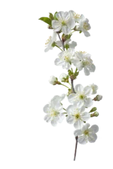 Fotobehang Bloemen Branch with white flowers . Spring flowering of fruit trees. Delicate white flowers. Isolate on white   © Ann Stryzhekin