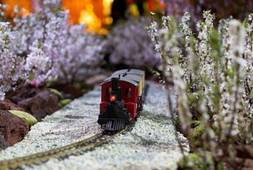 Minature train surrounded by Sakura trees 