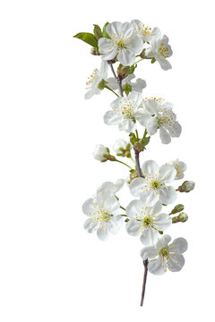 Fototapeta Branch with white flowers . Spring flowering of fruit trees. Delicate white flowers. Isolate on white 