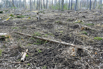 cutting area in forest Hallabrottet Kumla Sweden