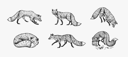 Wild red fox set. Forest ginger animal flying and jumping. Vector Engraved hand drawn Vintage sketch for label or poster. Generative AI