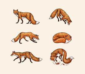 Wild red fox set. Forest ginger animal flying and jumping. Vector Engraved hand drawn Vintage sketch for label or poster. Generative AI