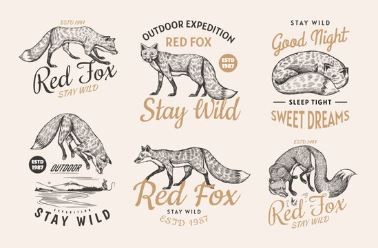 Red fox badges set. Forest ginger wild animal label or logo. Vector Engraved hand drawn Vintage old sketch for stamp, t-shirt or typography. Generative AI