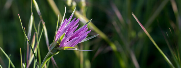 Closeup of purple flower. It opens his petals on sun. Aster amellus in a garden