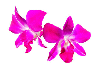 Violet orchid blooming isolated on transparent background with clipping path. Beauty in nature, Tropical plant, purple flora, Bouquet of floral, png transparency 