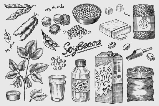 Soya beans. Milk and tofu. Soybean sketch. Pod on plant. Nuts and seeds in sack. Detailed vegetarian food and leaves drawing. hand drawn illustration for menu, label, icon or poster. Generative AI