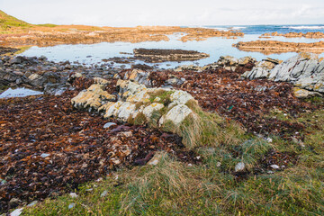 Fototapeta na wymiar Photograph of Kelp washed up on a rocky coast on King Island in the Bass Strait of Tasmania in Australia